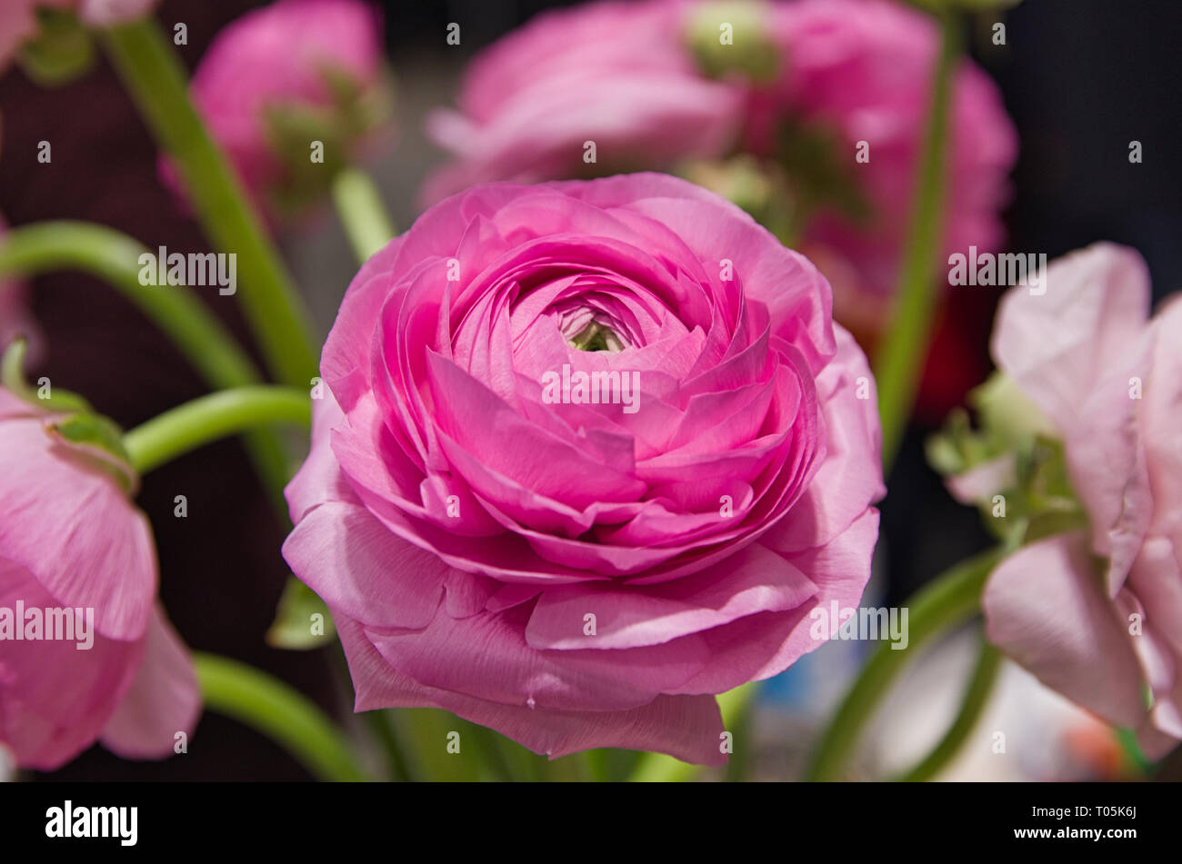 Pink Ranunculus Stock Photo