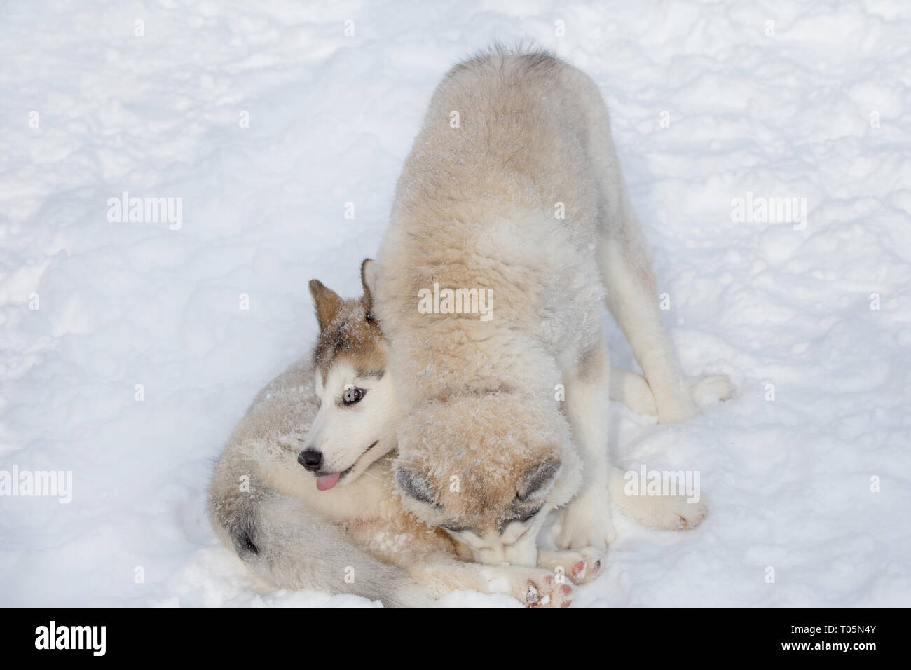 Two cute siberian husky puppies are playing on the white snow. Pet ...