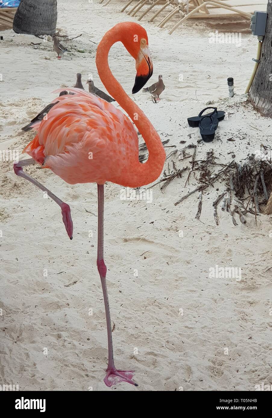 Big fat flamingo on the beach in Aruba Stock Photo