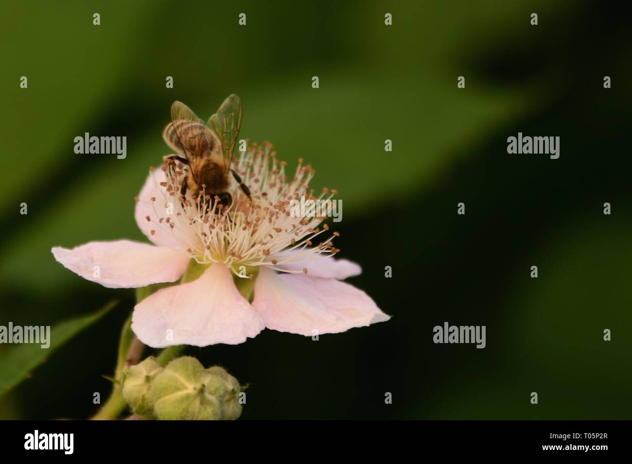 bee drinking nectar from the pink blackberry blossom Stock Photo Alamy
