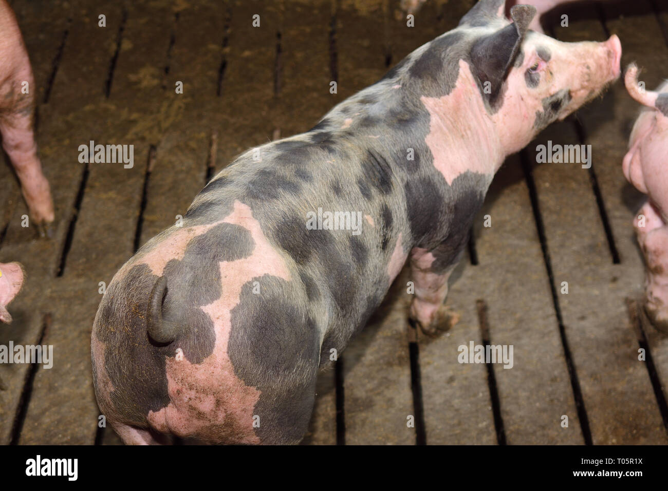 fattening pigs approaching two months old Stock Photo Alamy