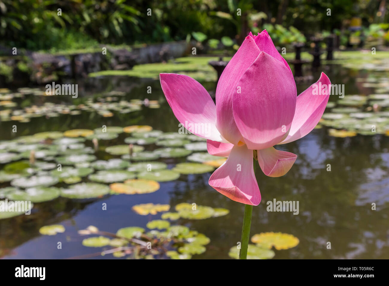 Pink lotus flower in the pond of Taman Tirta Gangga water palace on Bali, Indonesia Stock Photo
