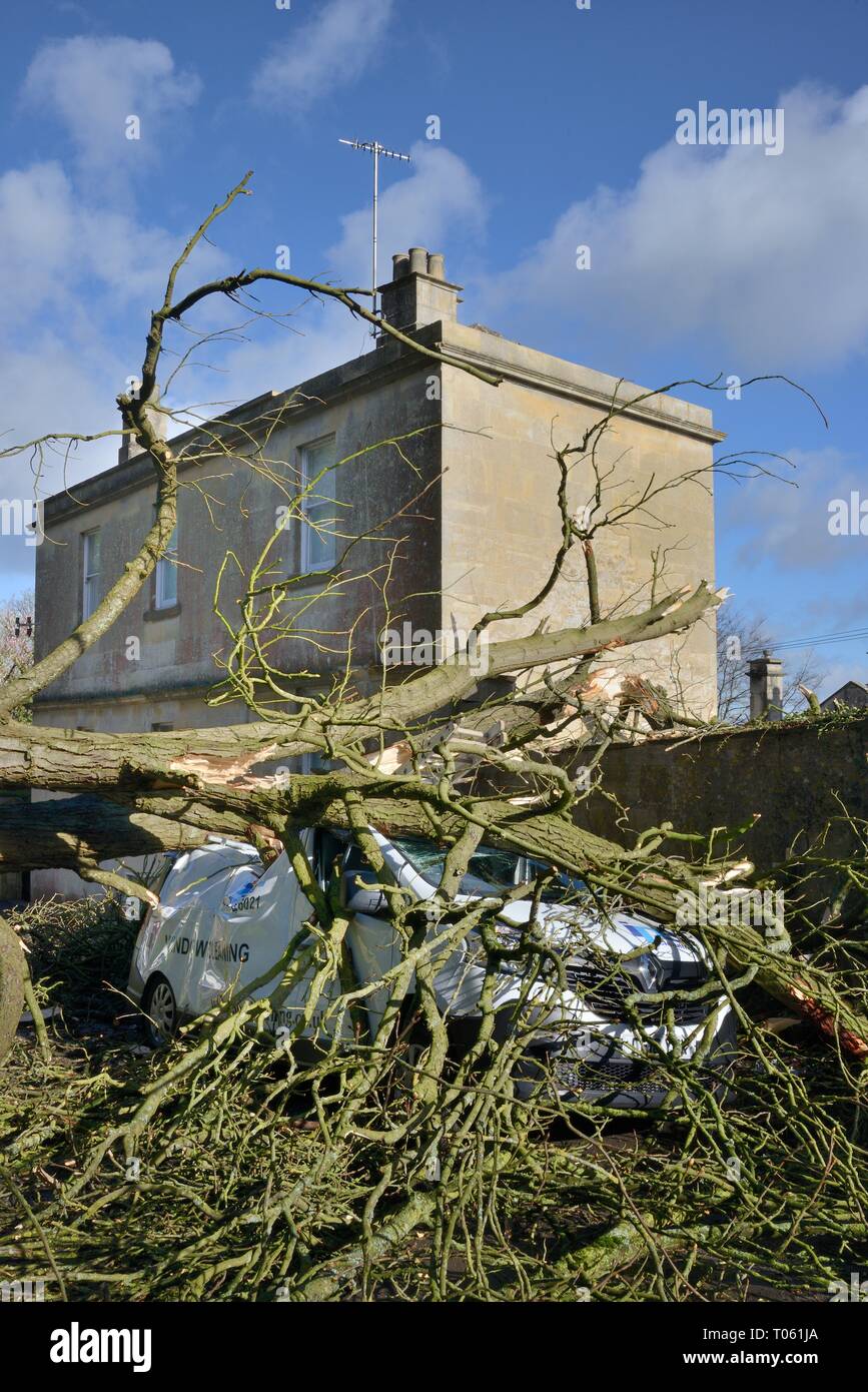 Box, Wiltshire, UK. 17th March. Van crushed by a Horse Chestnut tree blown down by 'The Beast from the West' Storm Hannah. Credit: Nick Upton/Alamy Live News Stock Photo