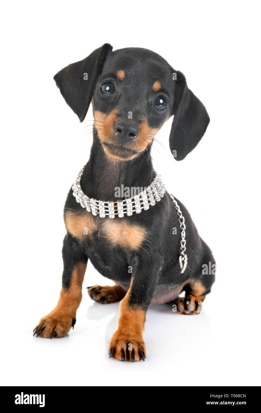 Puppy Black And Tan Miniature Dachshund In Front Of White