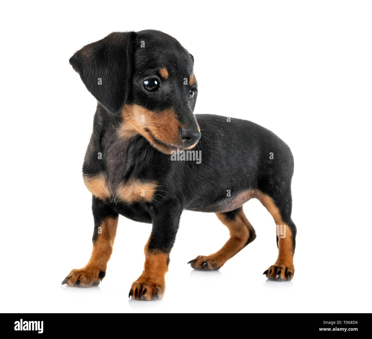 Puppy Black And Tan Miniature Dachshund In Front Of White