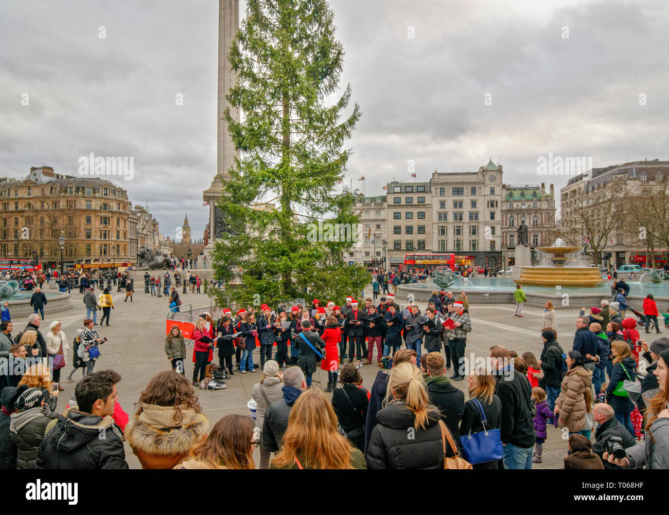 LONDON TRAFALGAR SQUARE  CHRISTMAS WITH A TREE FROM NORWAY AND CHOIR SINGING TO THE CROWDS Stock Photo