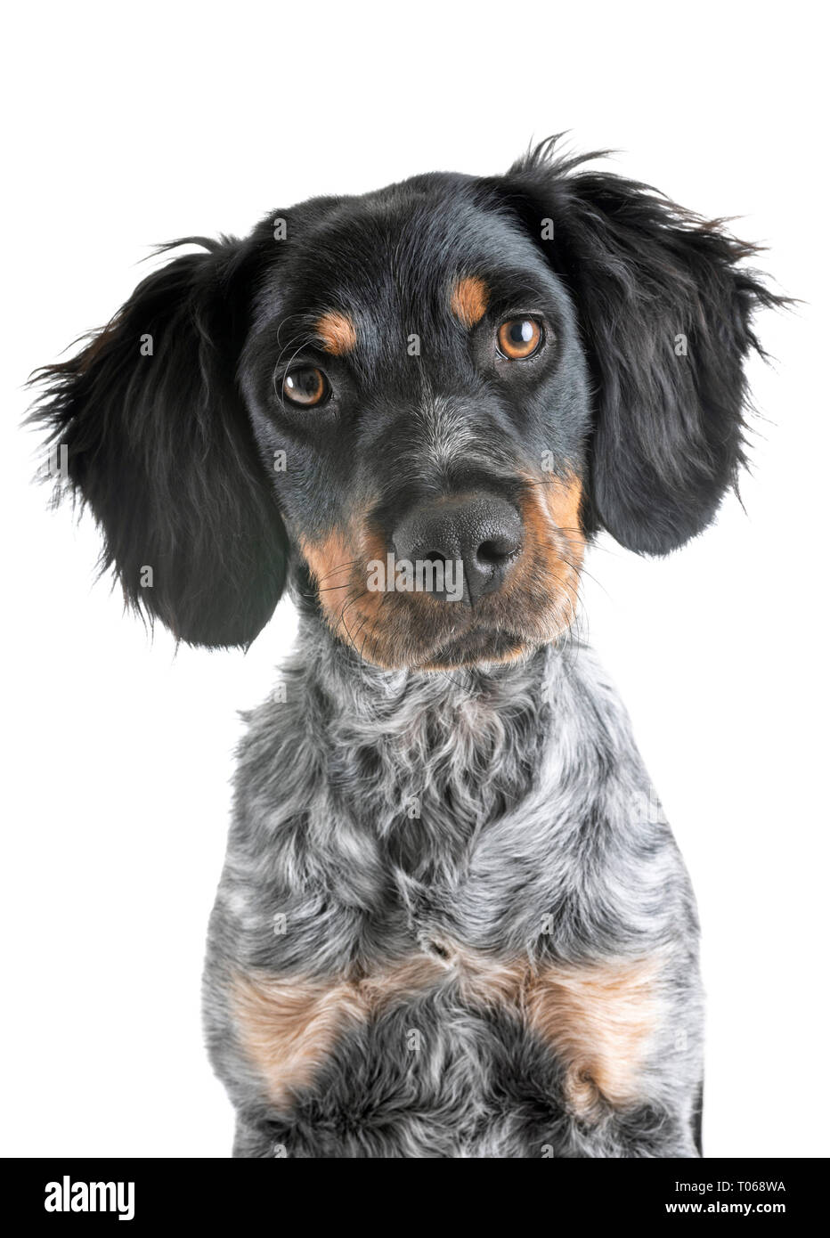 puppy brittany spaniel in front of white background Stock Photo - Alamy