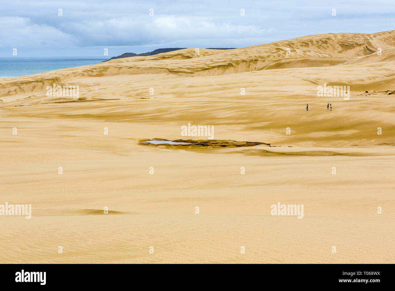 Giant sand dunes, Te Paki, Northland, North Island, New Zealand Stock Photo