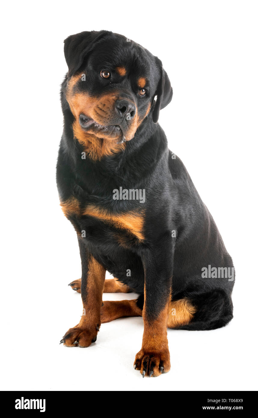 Purebred Rottweiler purebred rottweiler in front of white background Stock Photo - Alamy