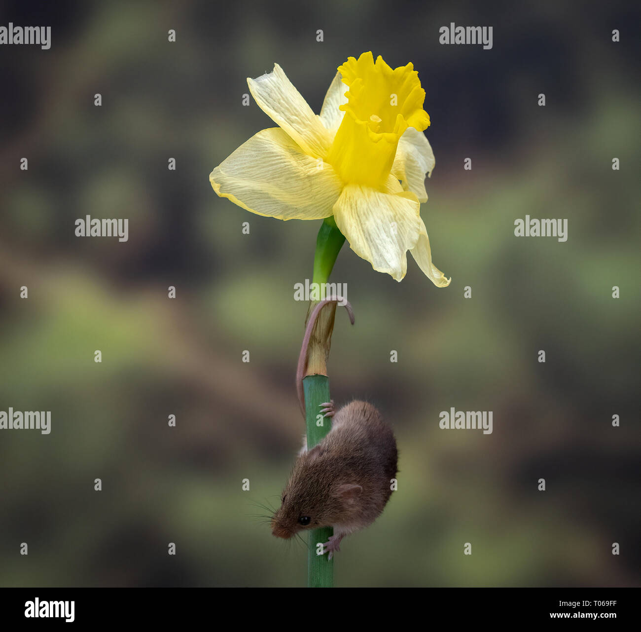 Mouse Tail Flower High Resolution Stock Photography And Images Alamy