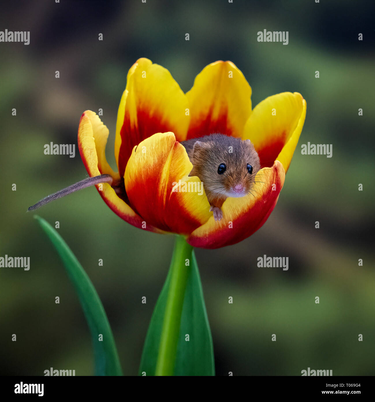 Harvest Mouse (Micromys minutus) inside a yellow red Tulip Stock Photo