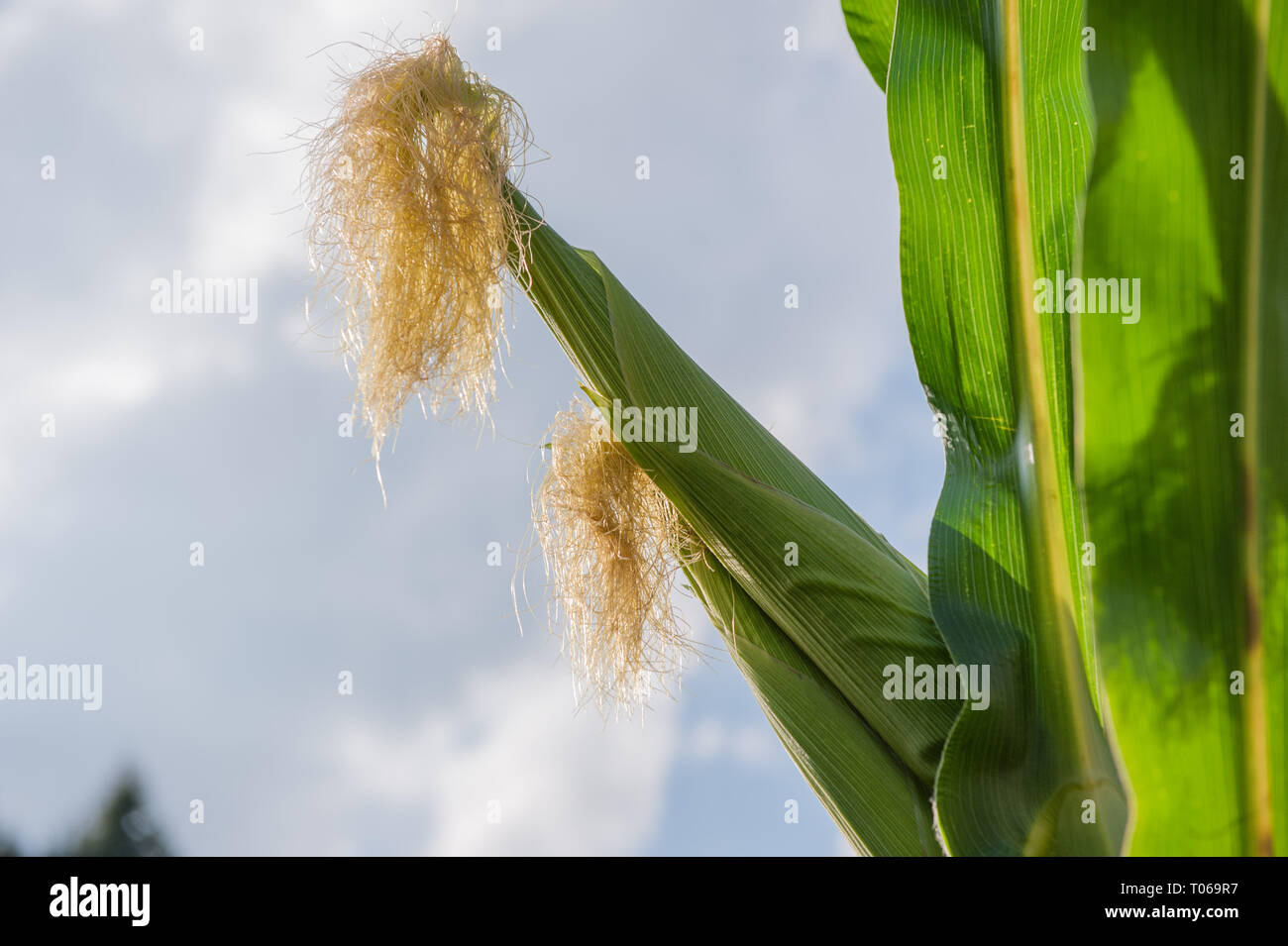 cobs not yet ripe in the field Stock Photo