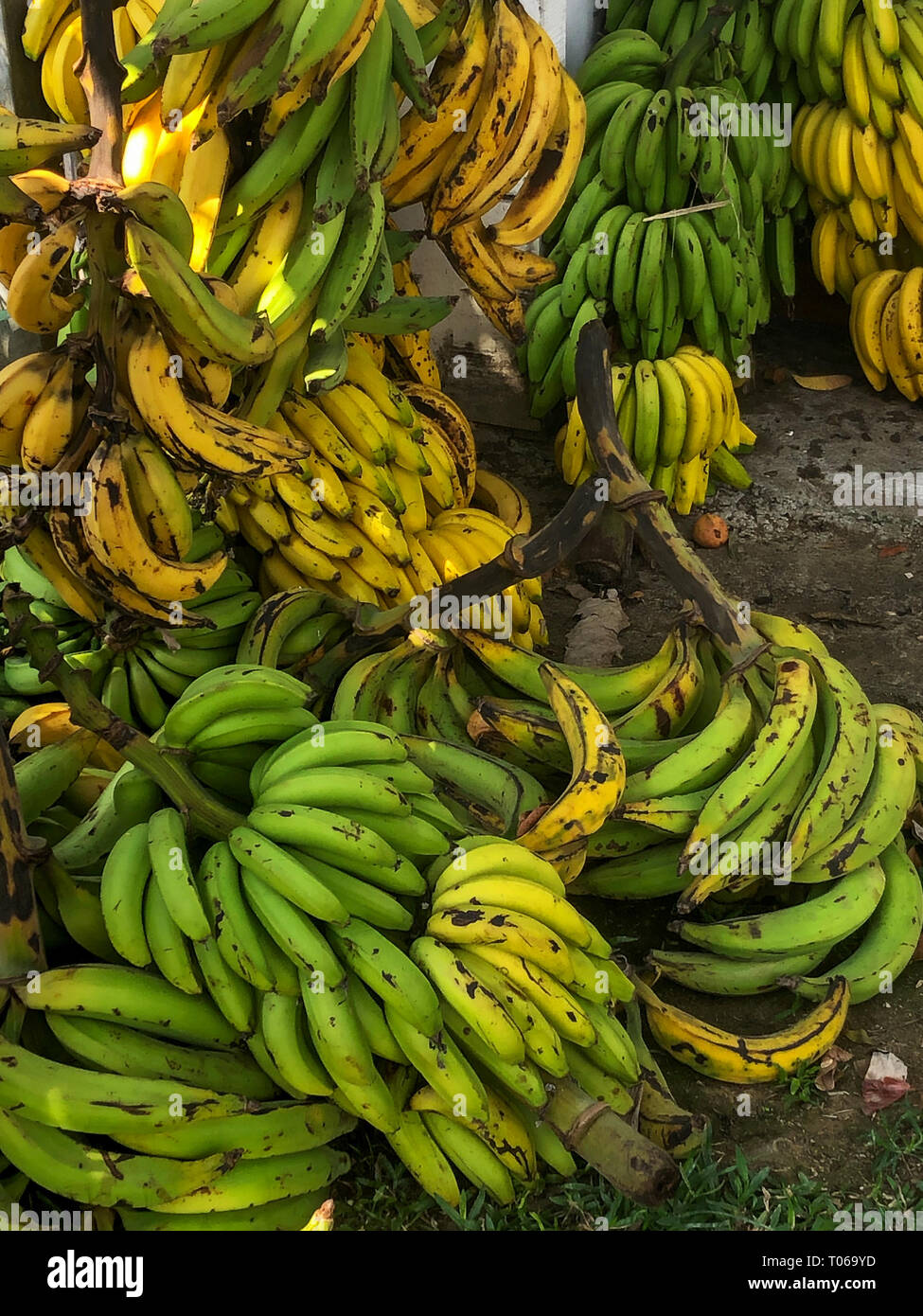 https://c8.alamy.com/comp/T069YD/bunches-of-bananas-are-stacked-up-in-piles-awaiting-their-turn-at-the-farmers-stand-T069YD.jpg