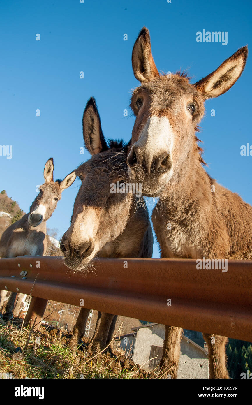 donkeys grazing in freedom Stock Photo