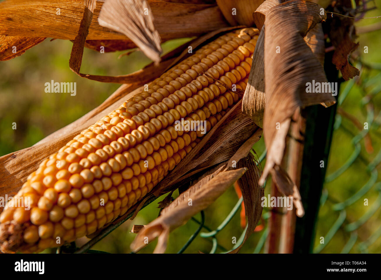 cobs not yet ripe in the field Stock Photo