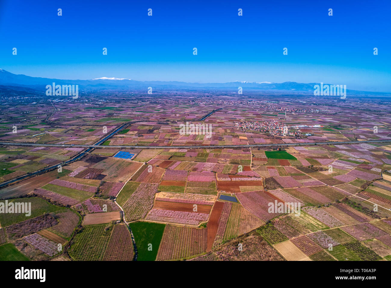 Aerial view the orchard of peach trees in bloomed in spring in the plain of Veria in northern Greece Stock Photo