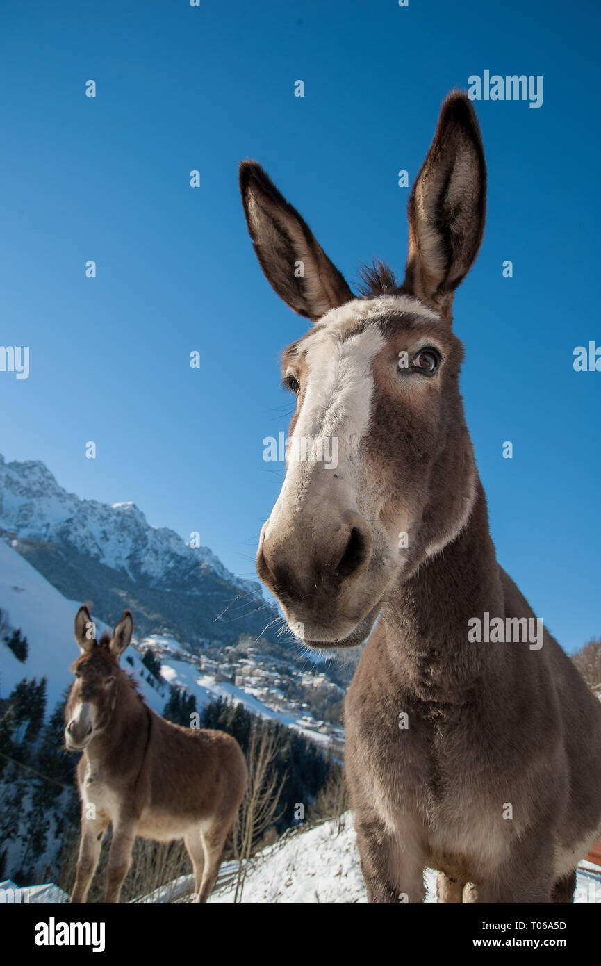 donkeys grazing in freedom Stock Photo