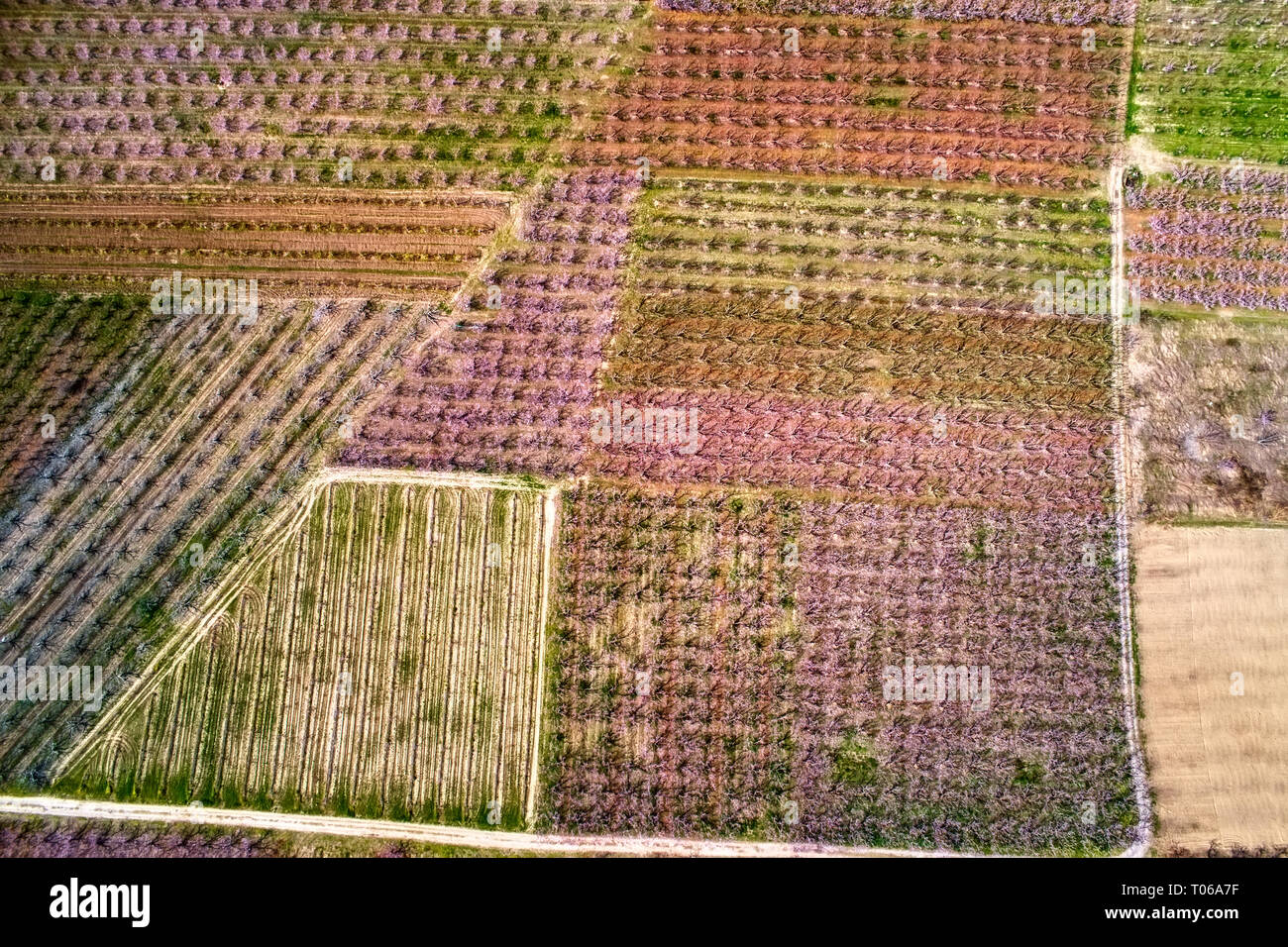 Bloomed cherry trees in orchard hi-res stock photography and images - Alamy