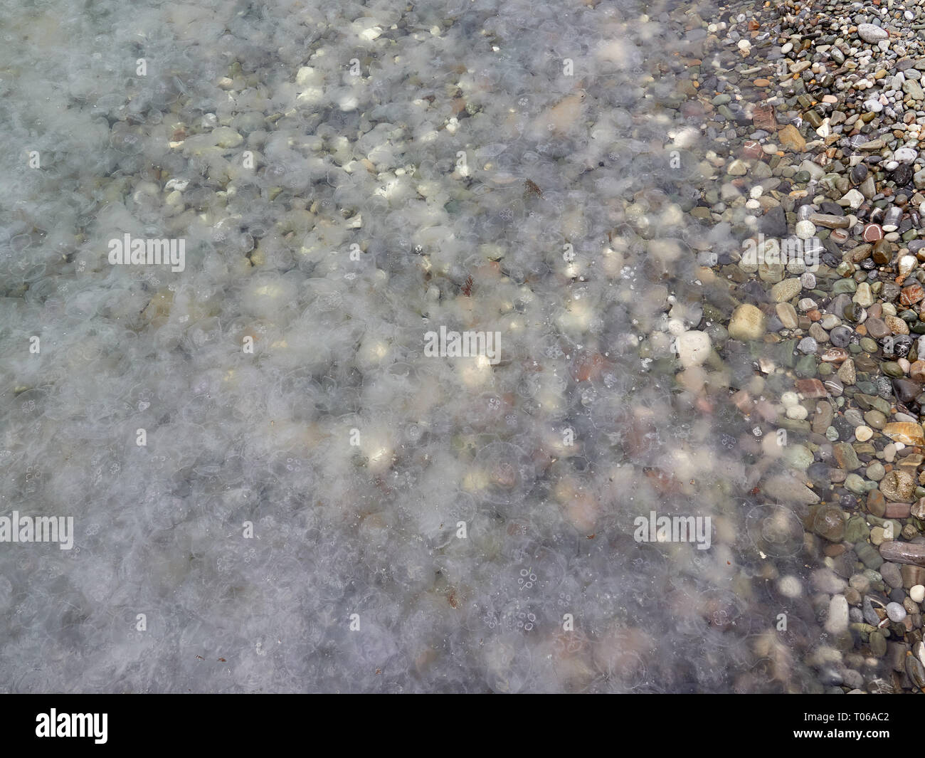 A large number of jellyfish in the sea near the shore Stock Photo