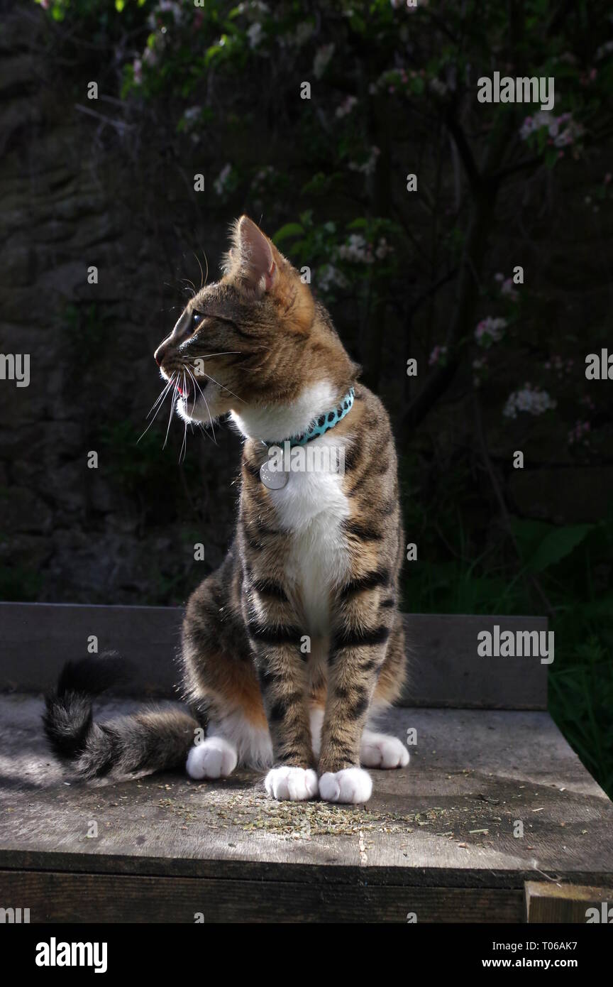 Tabby cat sat on garden table Stock Photo Alamy