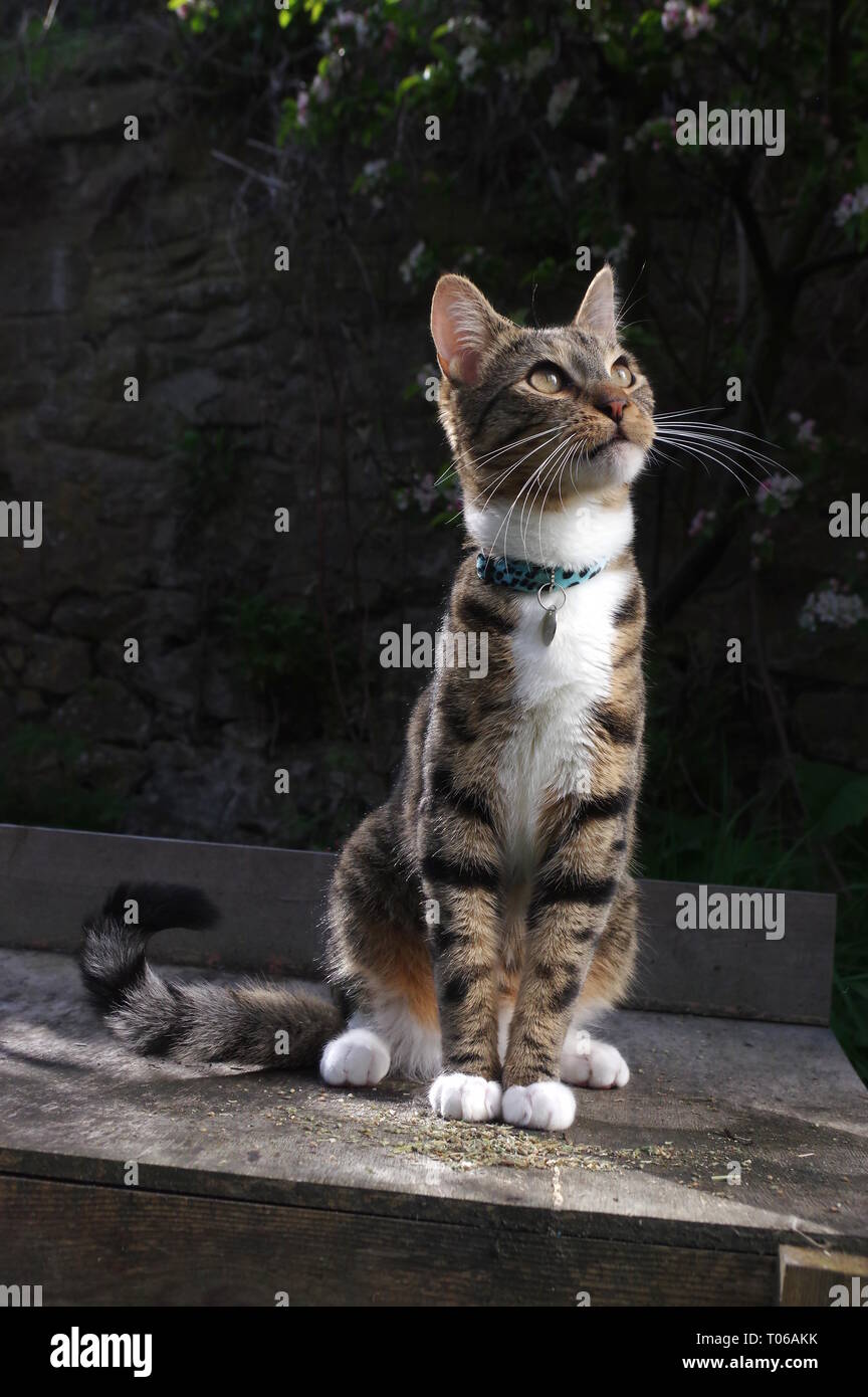 Tabby cat sat on garden table Stock Photo Alamy