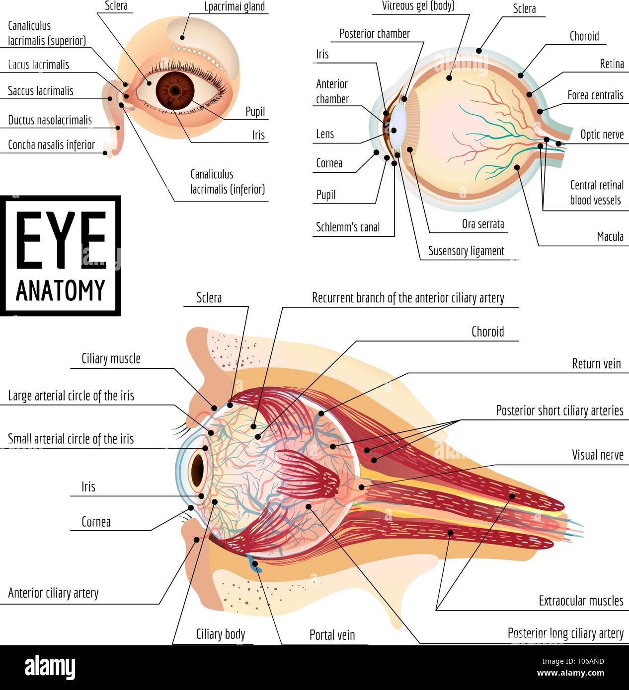 Eyeball infographic. Cartoon of eyeball vector infographic for web design Stock Vector