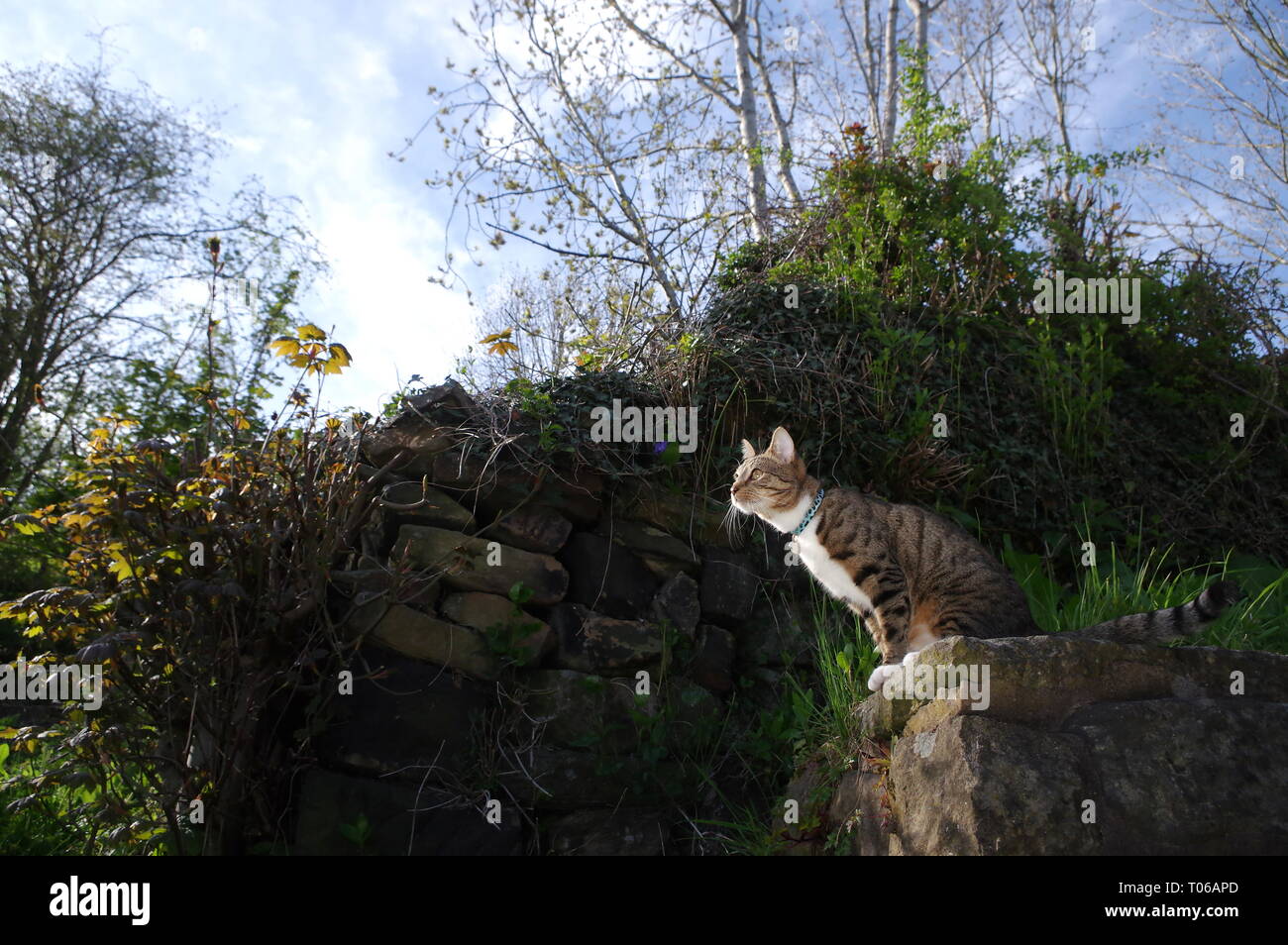 Tabby cat hunting in overgrown garden Stock Photo - Alamy