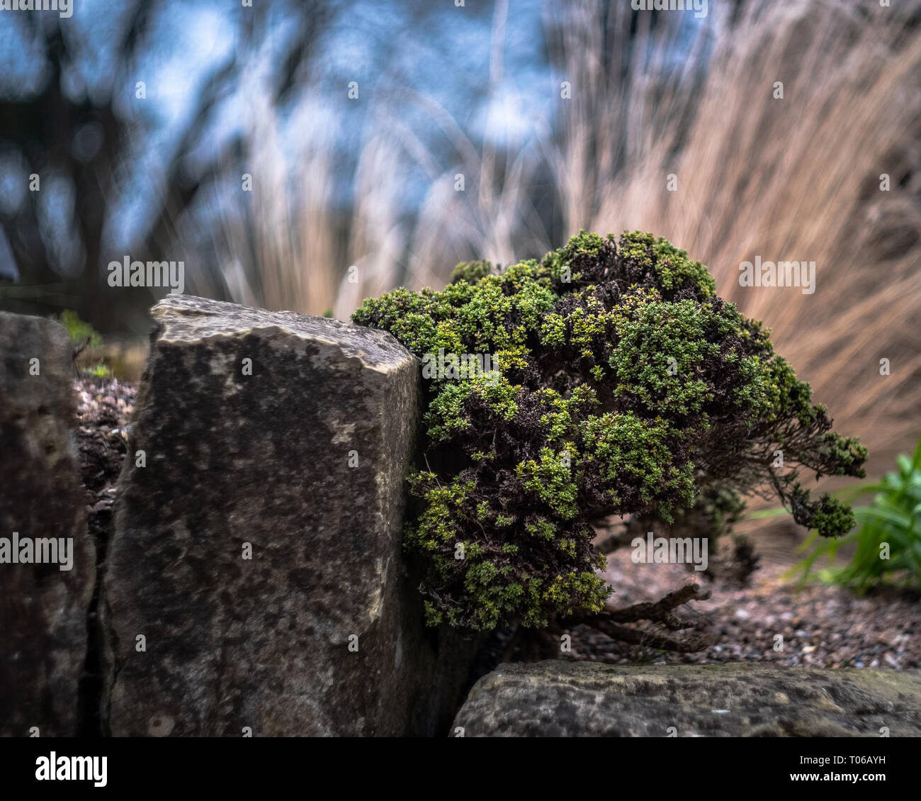 Kew Gardens, London, United Kingdom: Japanese bonsai growing in a rock garden. Stock Photo
