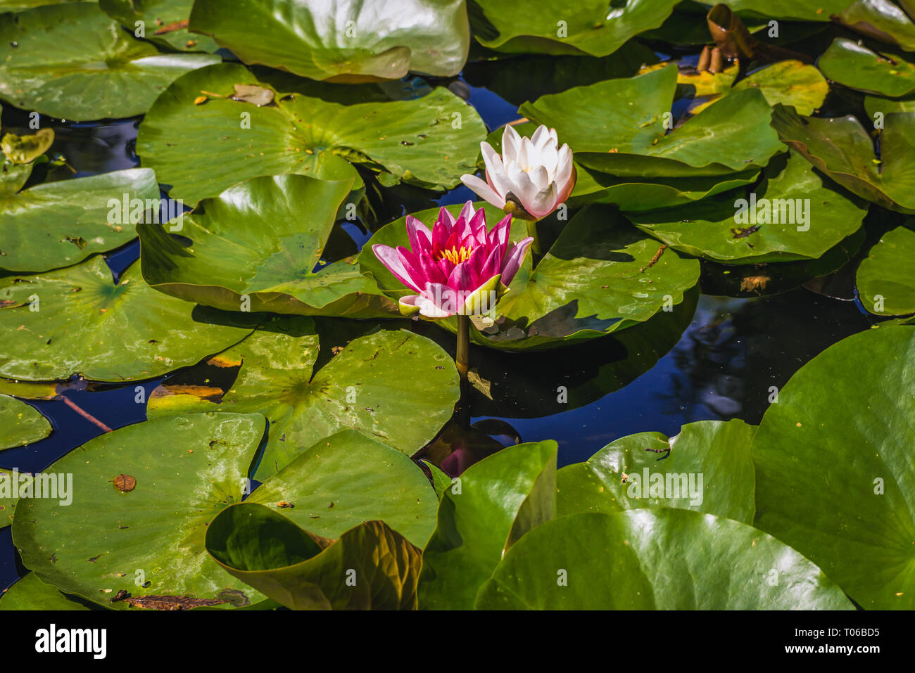 Nymphaea flowers in the pond Stock Photo