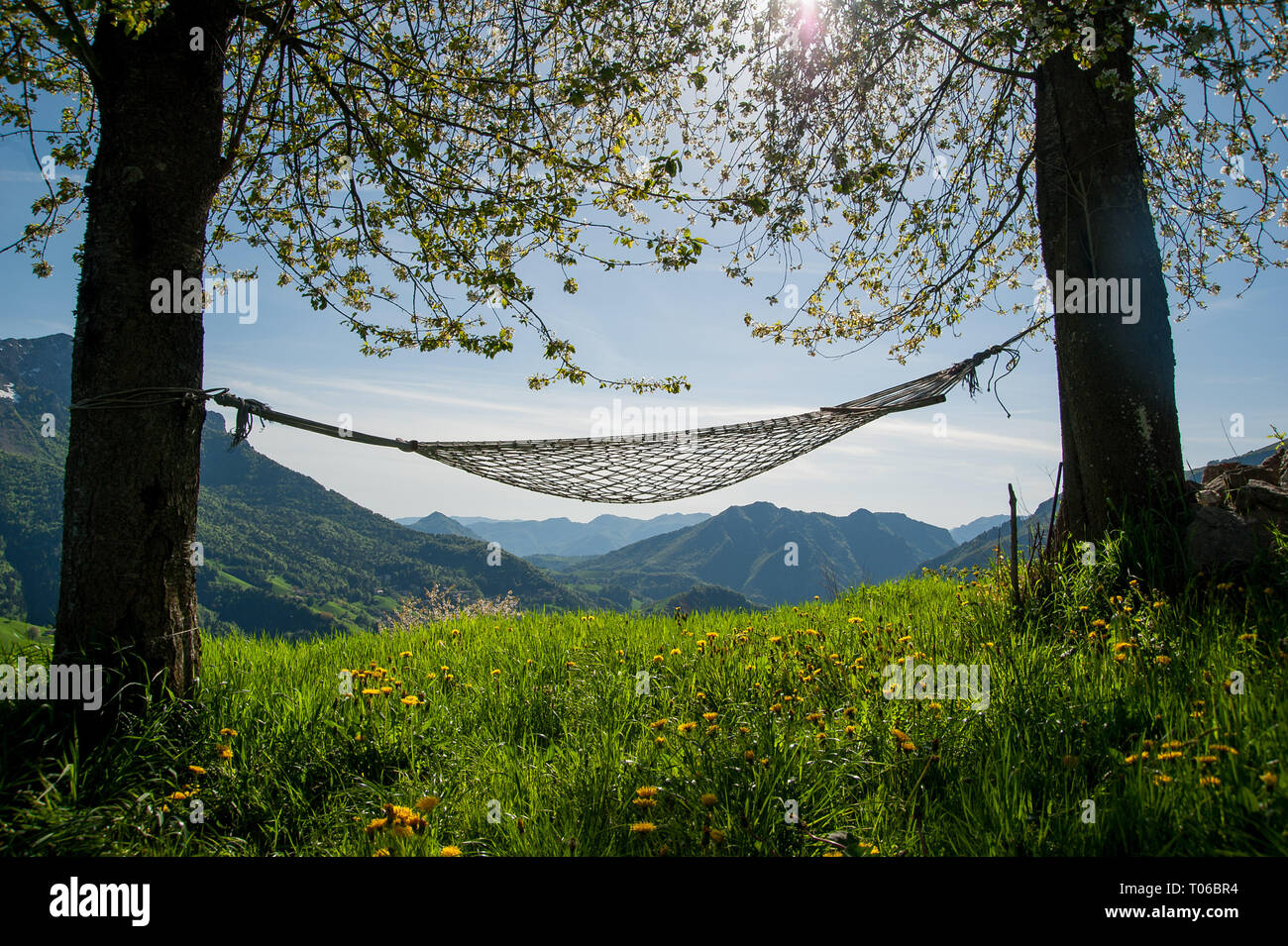 relax in comfortable hammock suspended between the trees Stock Photo
