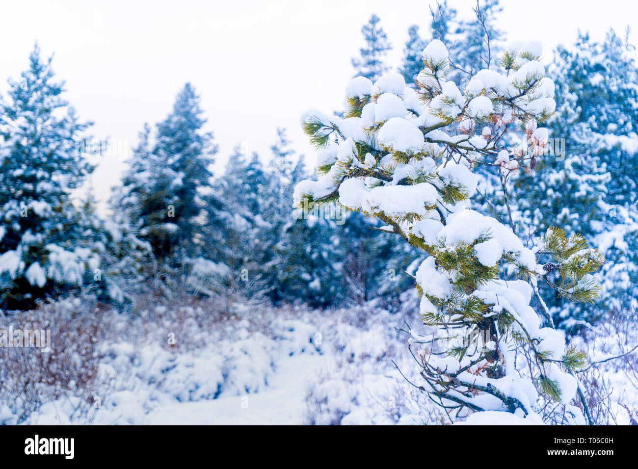 Evergreen pine shrub tree in snowfall after a snowstorm in Vancouver (Delta) BC, at Burns Bog. Snowy forest scenes. Stock Photo
