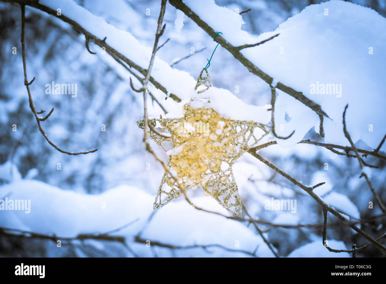 Star shaped Christmas ornament with gold sparkle hanging on a tree in a forest, after snowfall, depicting winter time, Christmas, holidays and winter  Stock Photo