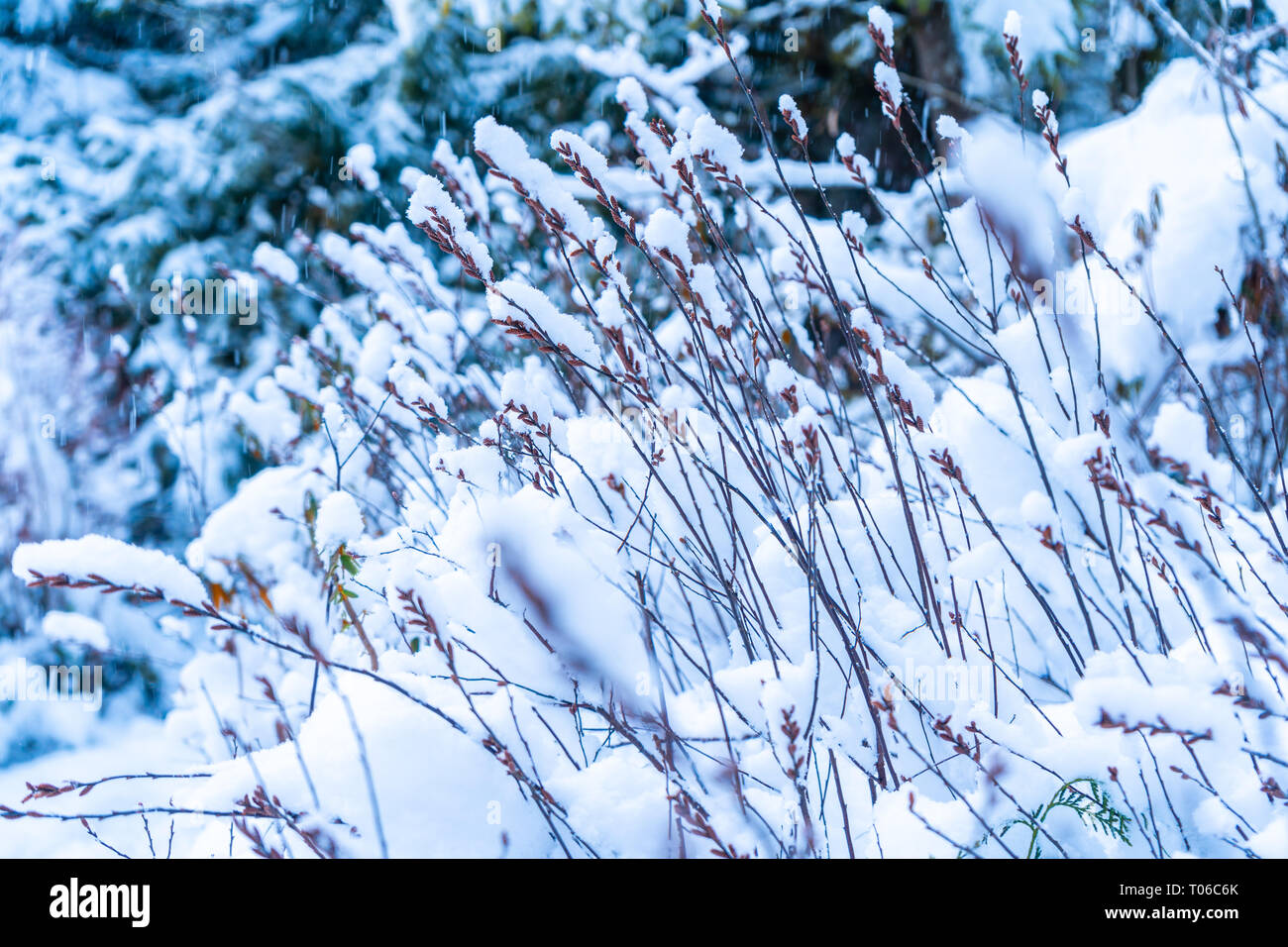 Background of snow covered tall grass stems or forest plant in winter, depicting winter weather, beauty in nature and winter beauty Stock Photo