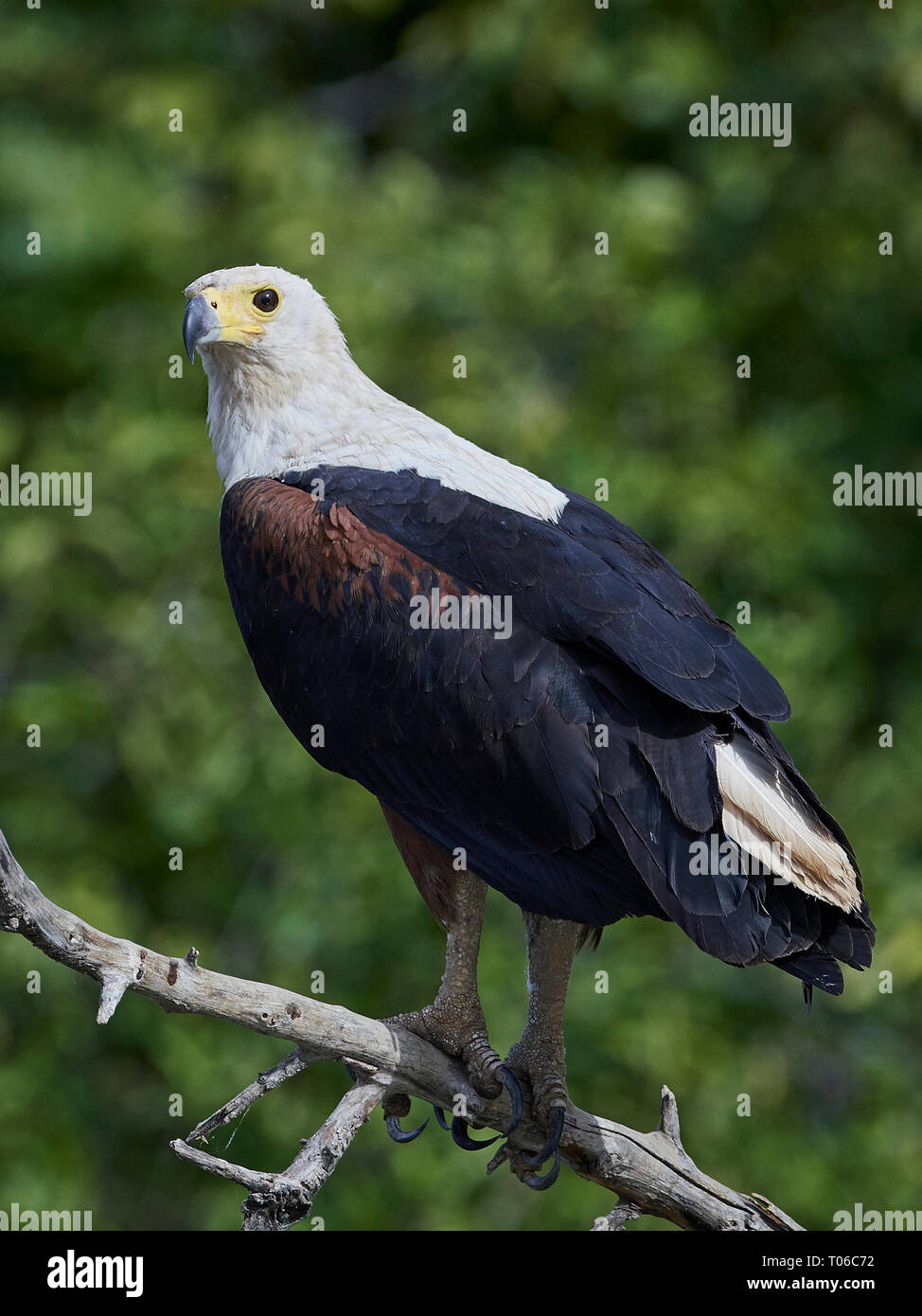 African fish eagle in its natural habitat in Gambia Stock Photo Alamy