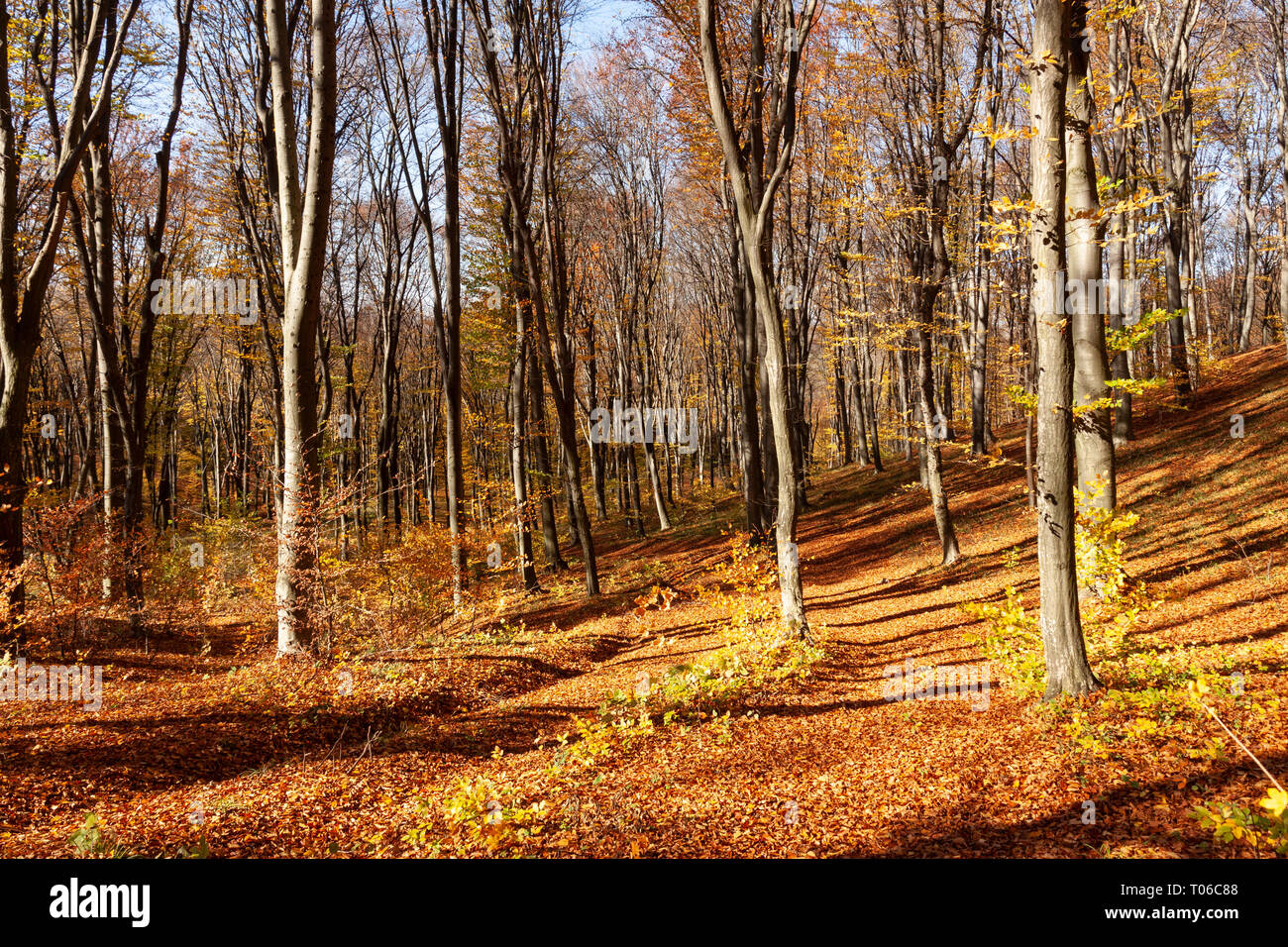 Beech forest at a hi-res stock photography and images - Alamy