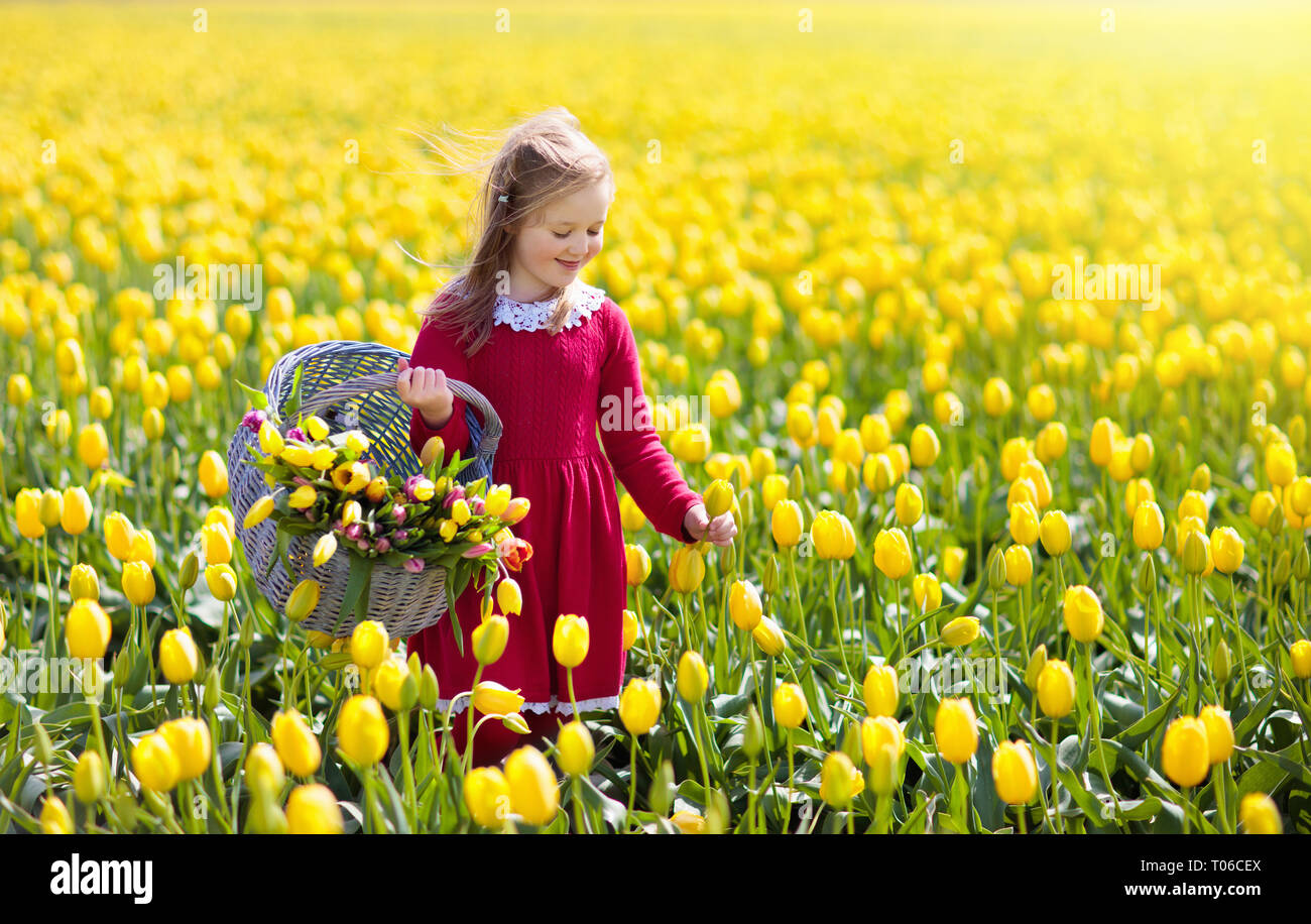 Child in yellow tulip flower field. Blooming garden in Holland, Netherlands. Little girl in