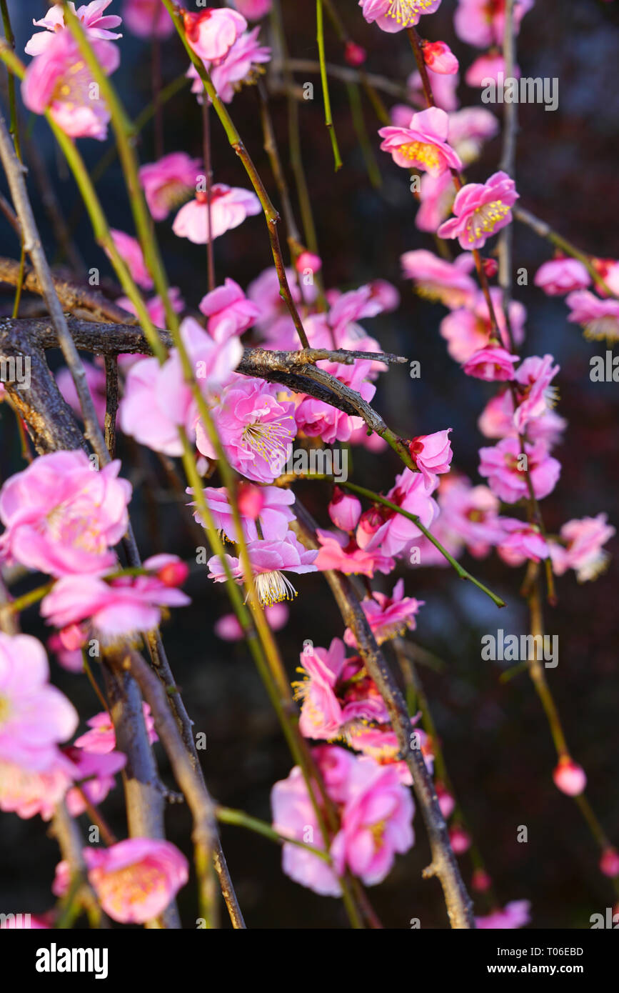 Pink flower blooms of the Japanese ume apricot tree, prunus mume, in