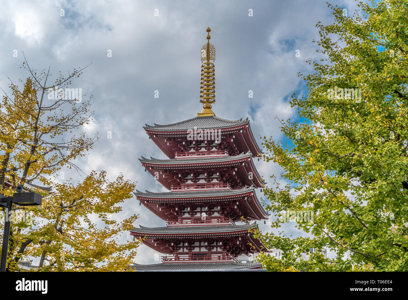 Senso-ji ginkgo trees and five-story pagoda. Second highest pagoda in Japan. Located in Asakusa, Tokyo, Japan Stock Photo