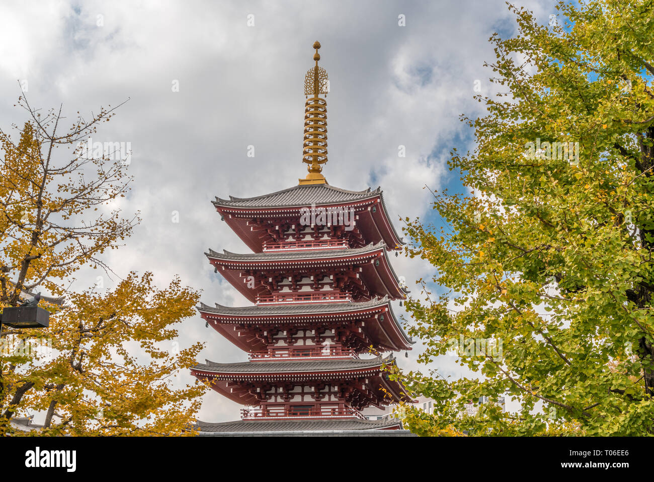 Senso-ji ginkgo trees and five-story pagoda. Second highest pagoda in Japan. Located in Asakusa, Tokyo, Japan Stock Photo