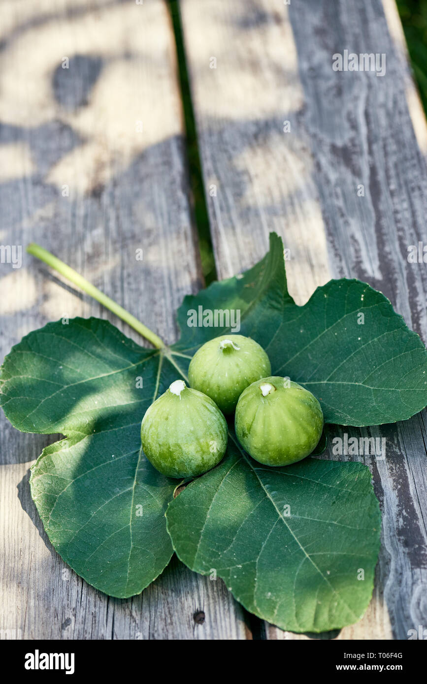 Three figs sitting on a figs leaf on top of a wooden bench in dappled sunshine. Stock Photo