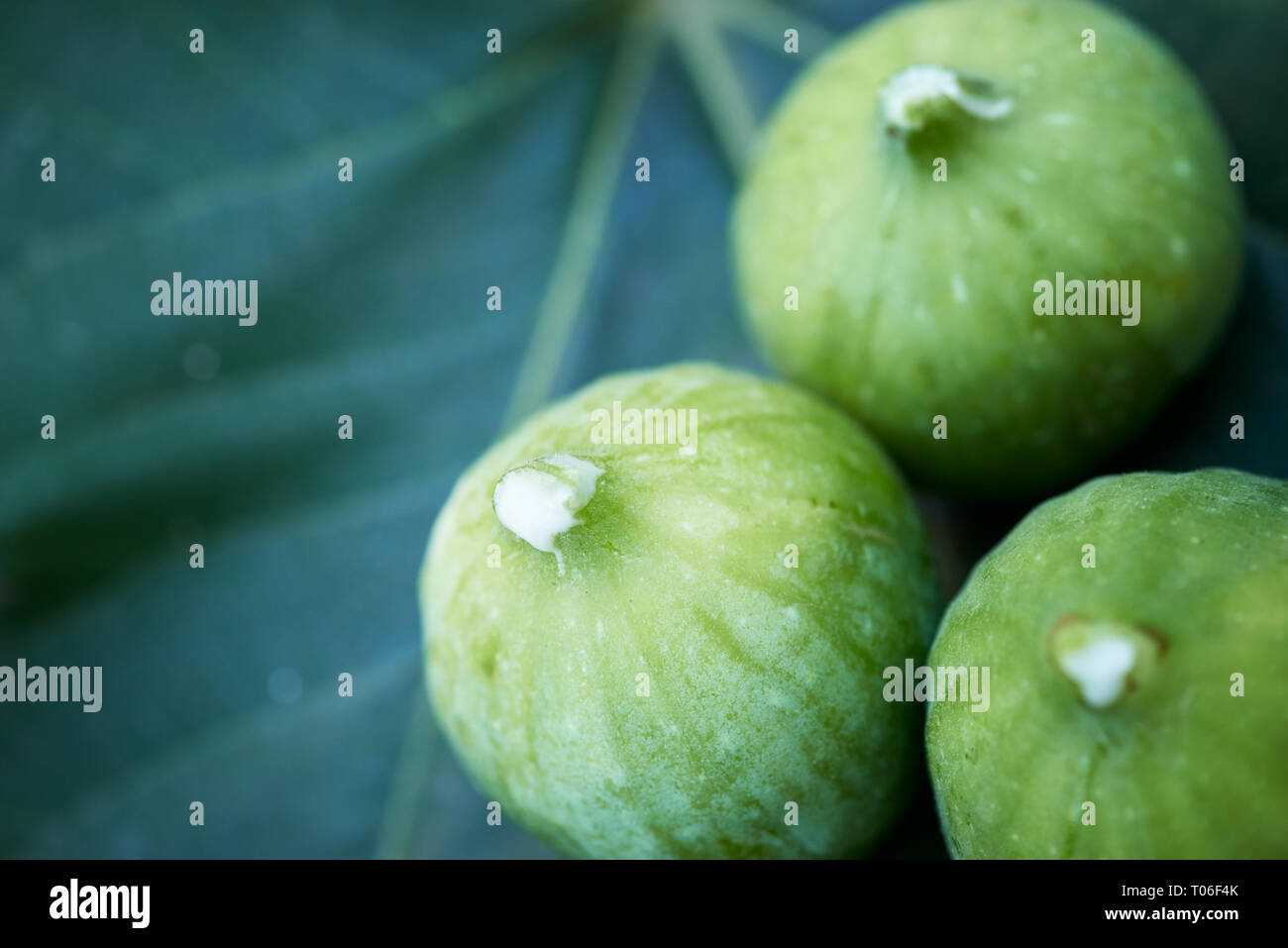 Three figs on a fig leaf with white sap on the tips Stock Photo Alamy