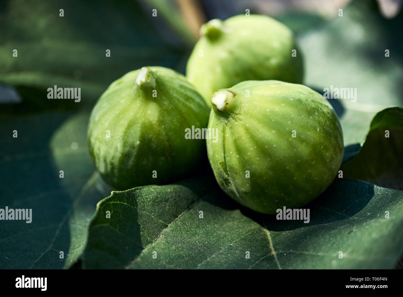 Three figs backlit on a fig leaves with white sap on the tips Stock