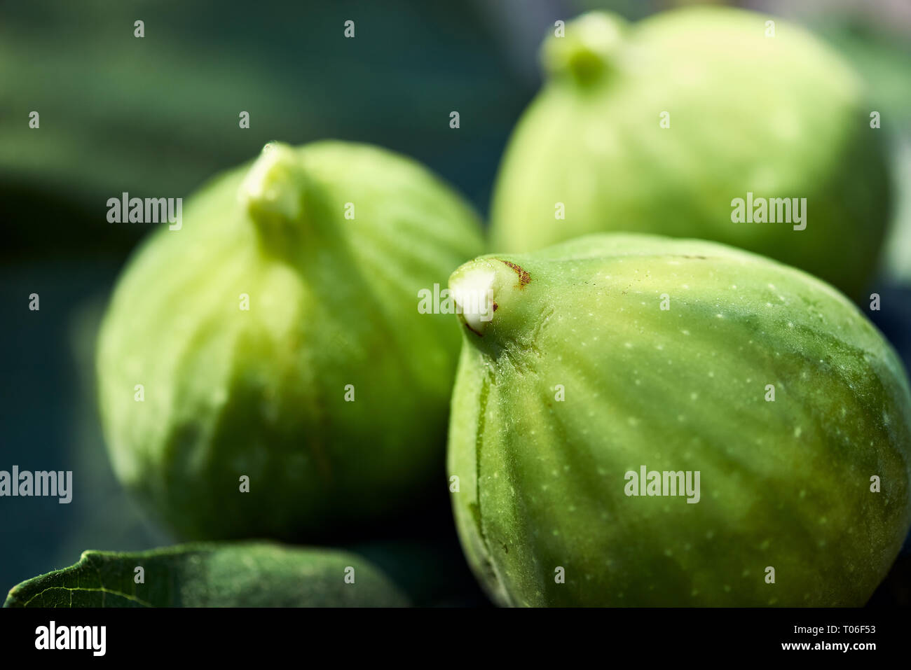 A close up of three figs backlit on a fig leaves with white sap on the tips Stock Photo Alamy