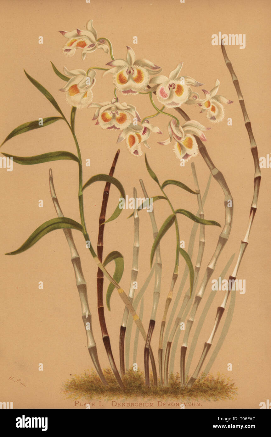 Devon’s dendrobium orchid, Dendrobium devonianum. Chromolithograph by Hatch Company after an illustration by Harriet Stewart Miner from Orchids, the Royal Family of Plants, Boston, 1885. The first color plate book on orchids by female American botanist Miner. Stock Photo