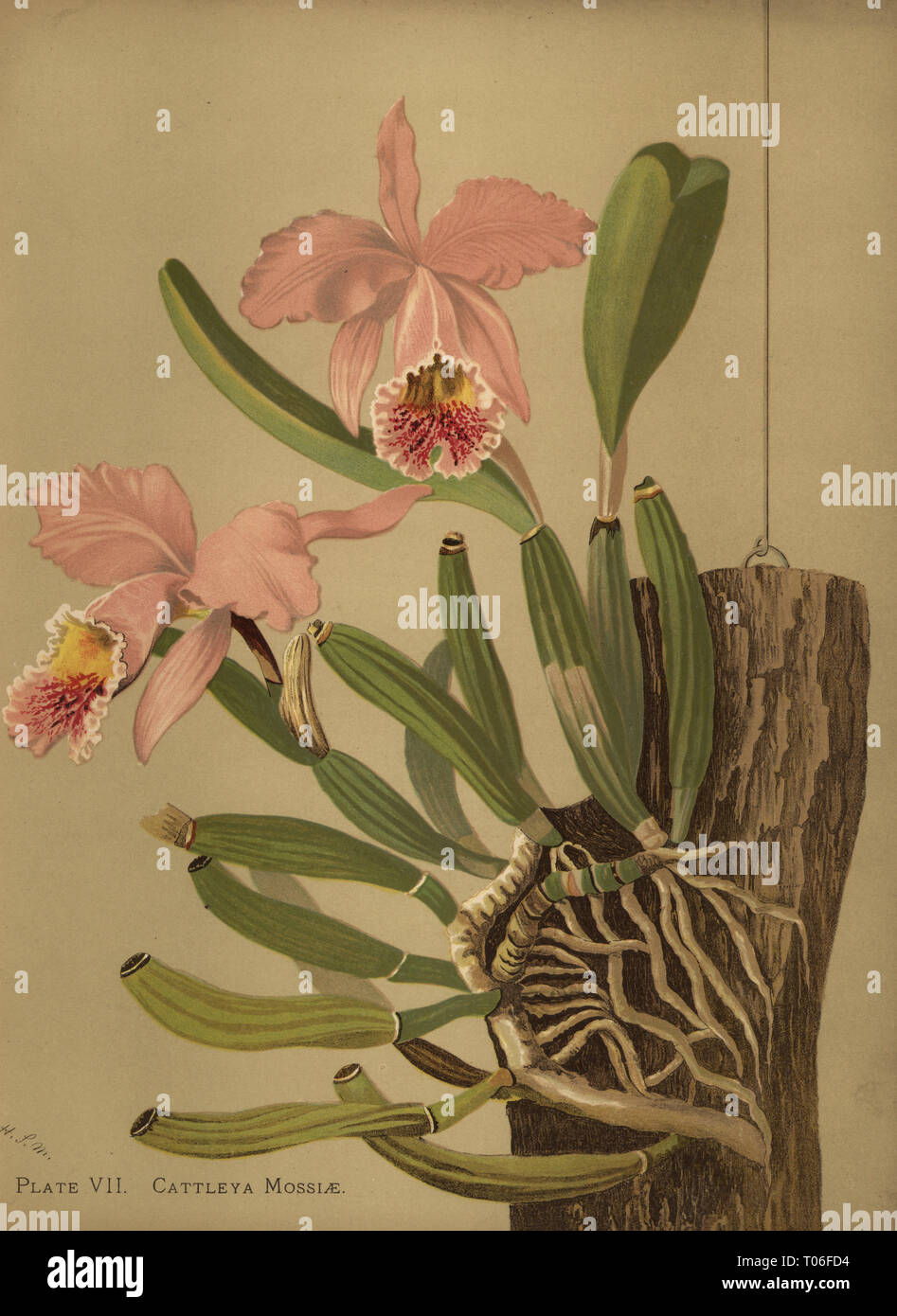 Mossâ€™s cattleya or easter orchid, Cattleya mossiae. Chromolithograph by Hatch Company after a botanical illustration by Harriet Stewart Miner from Orchids, the Royal Family of Plants, Lee & Shepard, Boston, 1885. The first American color plate book on orchids by woman botanist Miner. Stock Photo