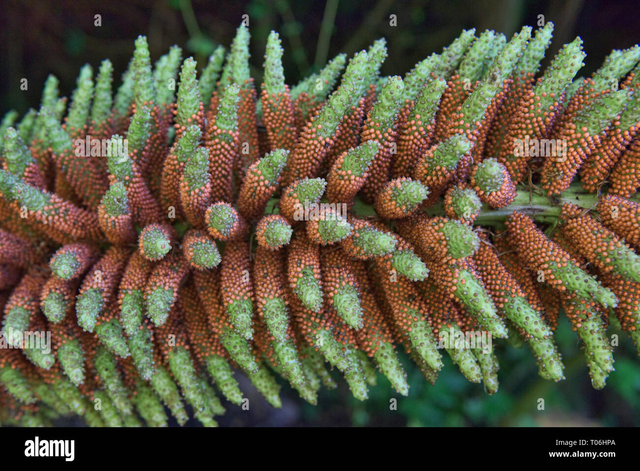 Giant nalca flower (Gunnera tinctoria), Queulat National Park, Patagonia, Aysen, Chile Stock Photo