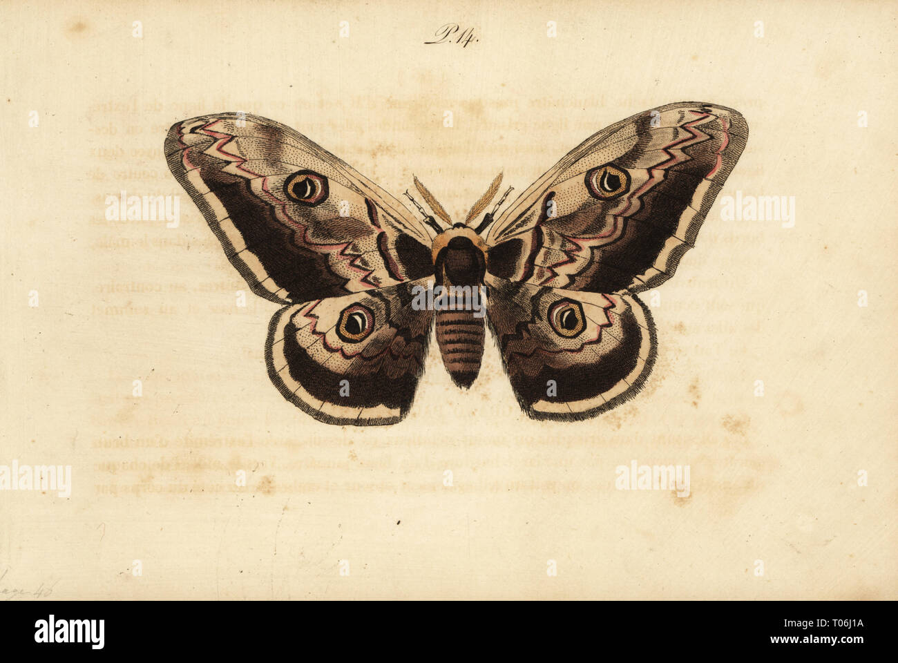 Giant peacock moth, Saturnia pyri. Bombyx grand paon. Handcoloured lithograph from Musee du Naturaliste dedie a la Jeunesse, Histoire des Papillons, Hippolyte and Polydor Pauquet, Paris, 1833. Stock Photo