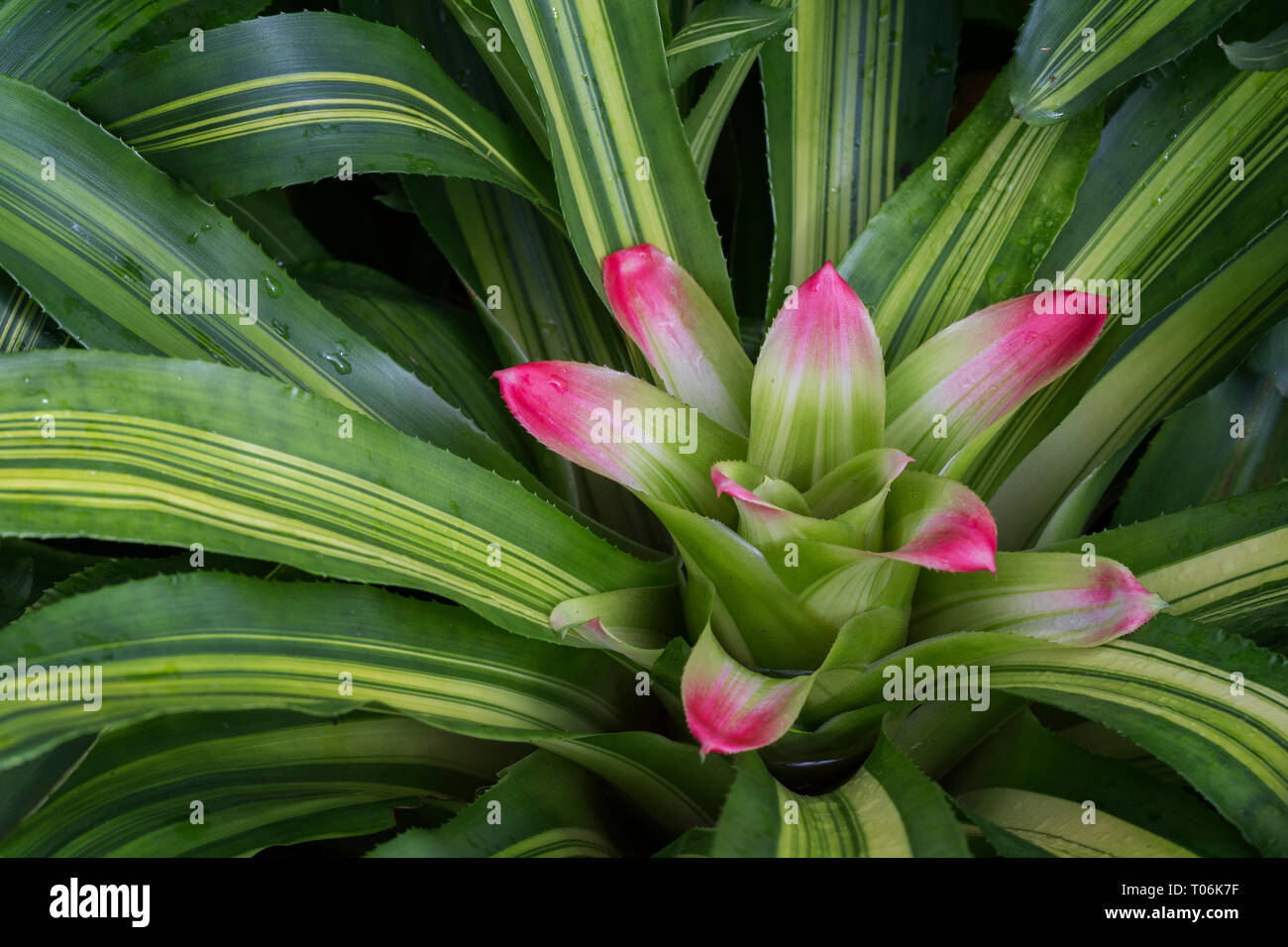 Close-up of a beautiful flowering Nidularium innocentii var. lineatum plant. Stock Photo