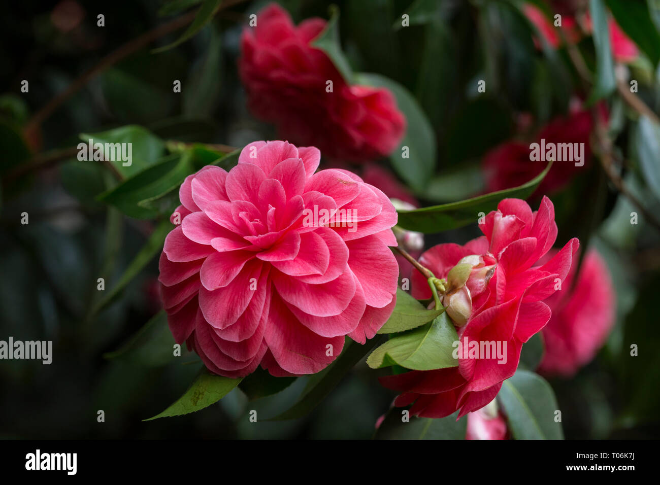 Close-up of beautiful blooming pink Camellia japonica (also known as common camellia or Japanese camellia) 'Palazzo Tursi', a flowering tree or shrub. Stock Photo