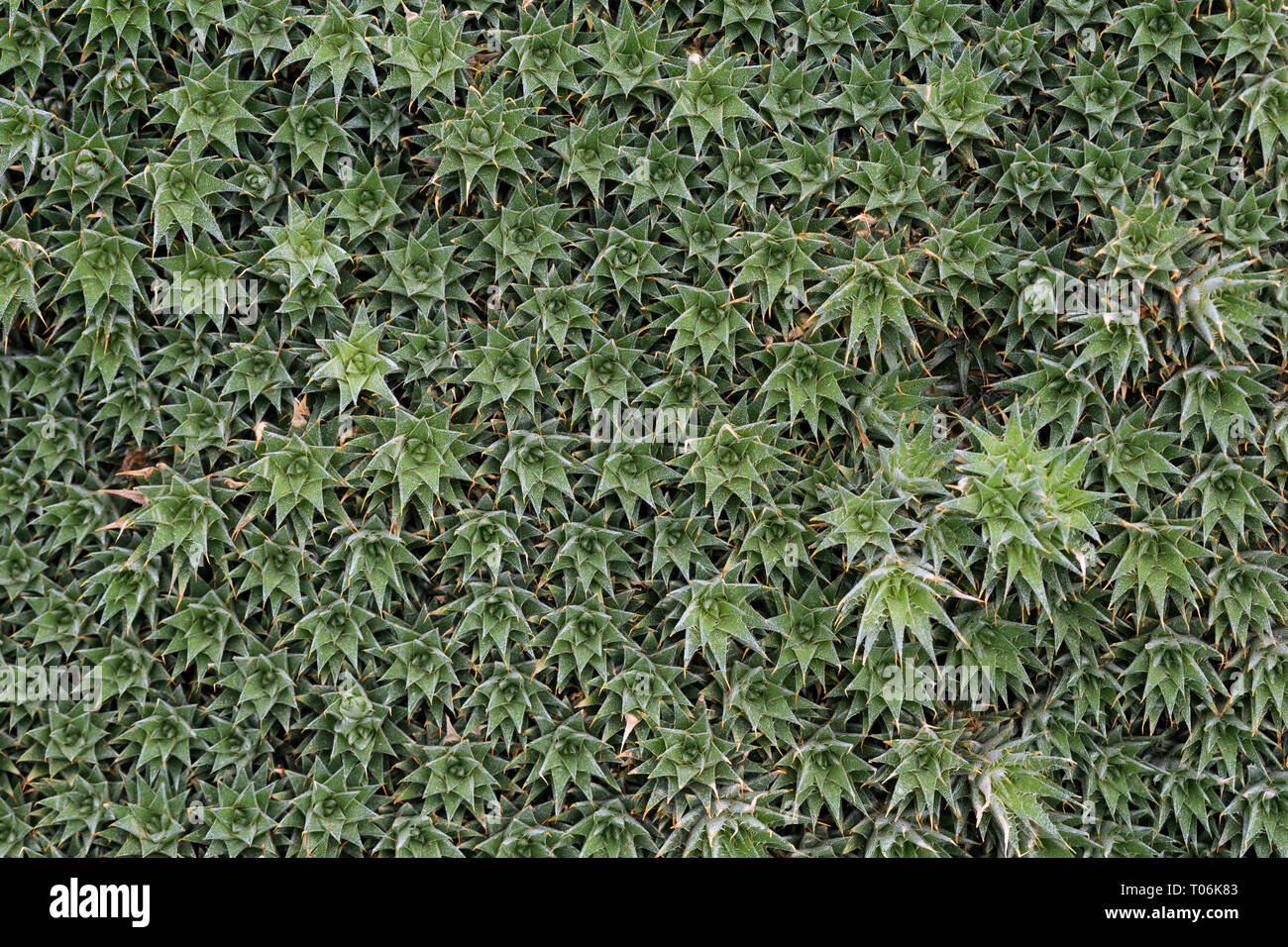 Full frame abstract natural background of green succulent plant (Abromeitiella brevifolia or Deuterocohnia brevifolia), top view. Stock Photo